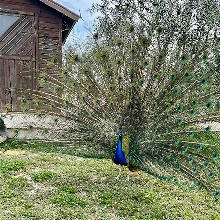 Soleluna Farm stay *