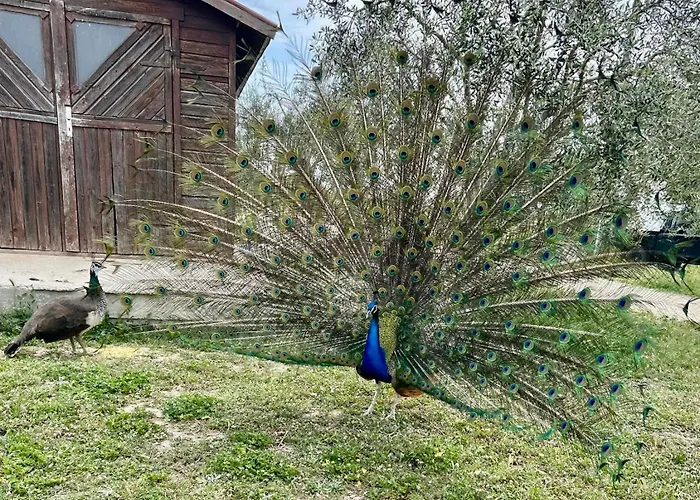 Soleluna Vakantieboerderij *