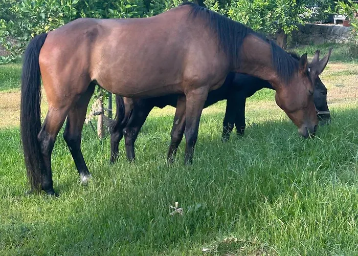 Vakantieboerderij Soleluna